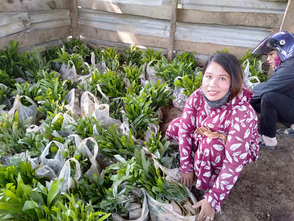 Xã Trọng Hóa (Minh Hóa): Năm 2019, phấn đấu trồng mới 500ha rừng sản xuất