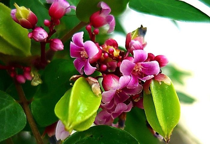Lời mẹ ru
