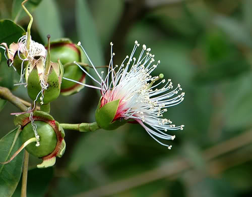 Thao thức đồng bằng