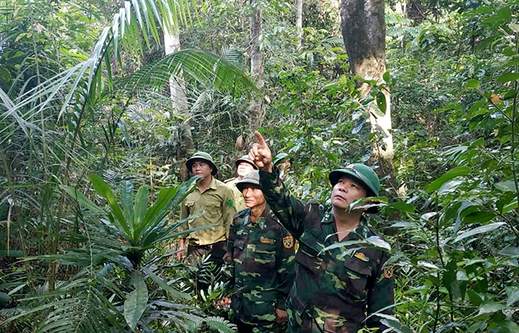 Đồn Biên phòng Làng Ho:  Làm tốt công tác phối hợp bảo vệ rừng