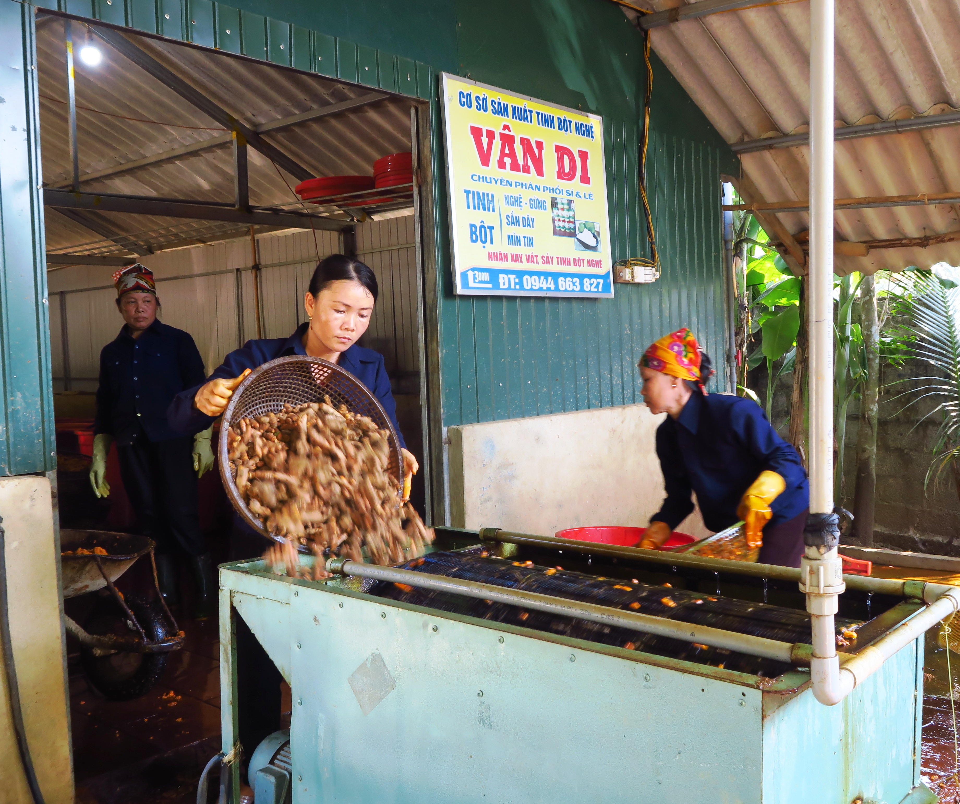 Nhân rộng mô hình trồng và chế biến tinh bột nghệ
