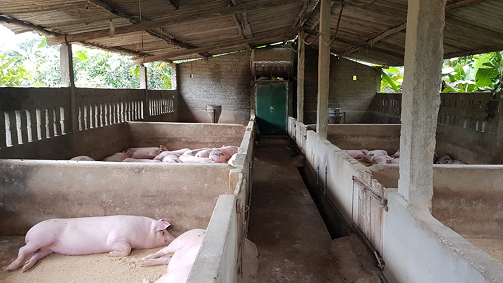 Người chăn nuôi lao đao vì dịch tả lợn châu Phi