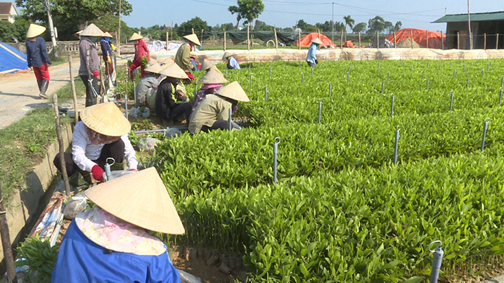 Quảng Trạch: Trồng mới 900 ha rừng tập trung
