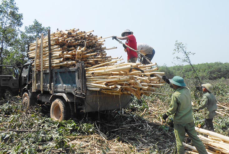 Xã Văn Thủy: Vươn lên nhờ trồng rừng