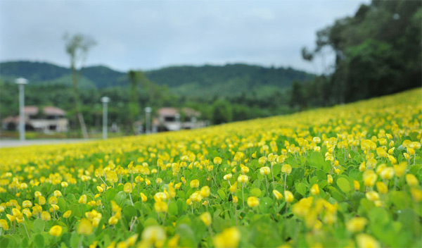 Thì thầm mùa đông