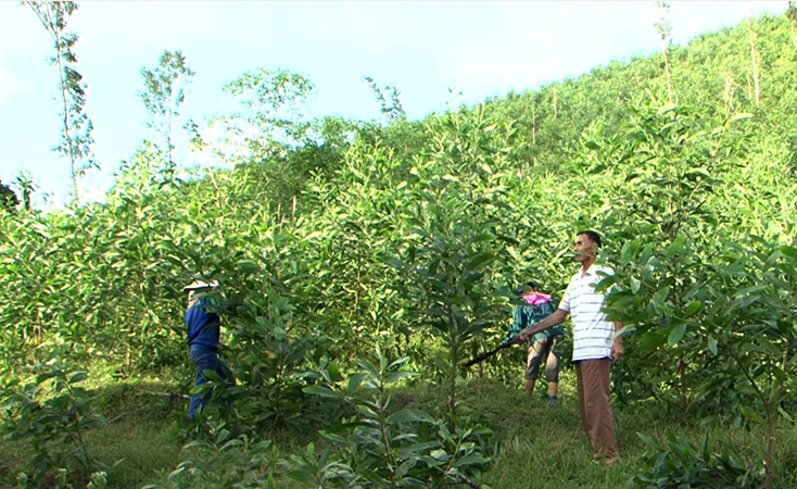Minh Hóa: Trồng mới gần 1.200ha rừng tập trung