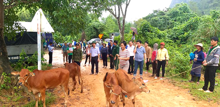Trao bò giống cho hộ nghèo đồng bào Vân Kiều tại xã Trường Sơn