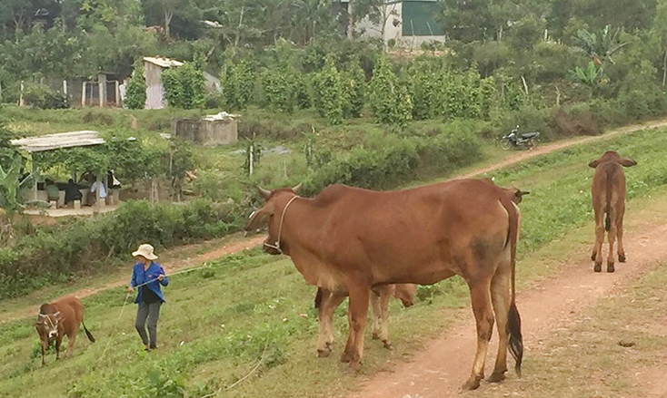 Triển khai quyết liệt, đồng bộ các giải pháp phòng, chống dịch bệnh gia súc, gia cầm vụ đông-xuân