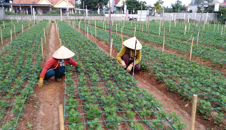 Nông dân Bố Trạch tất bật vụ hoa Tết