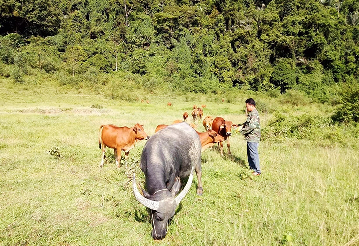 Đổi thay nhờ mô hình trồng rừng và chăn nuôi