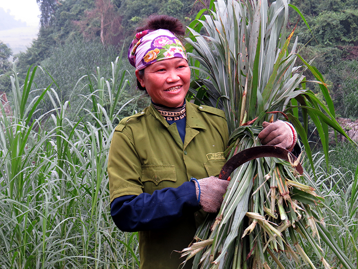 Trồng cỏ trên lèn đá để "chống rét" cho trâu, bò!