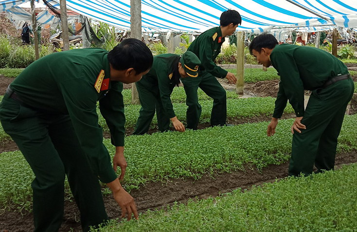 Ban CHQS huyện Lệ Thủy: Chú trọng tăng gia sản xuất
