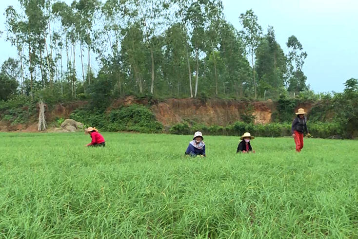 Phát triển cây nén trở thành sản phẩm đặc trưng trên vùng đất Hoa Thủy