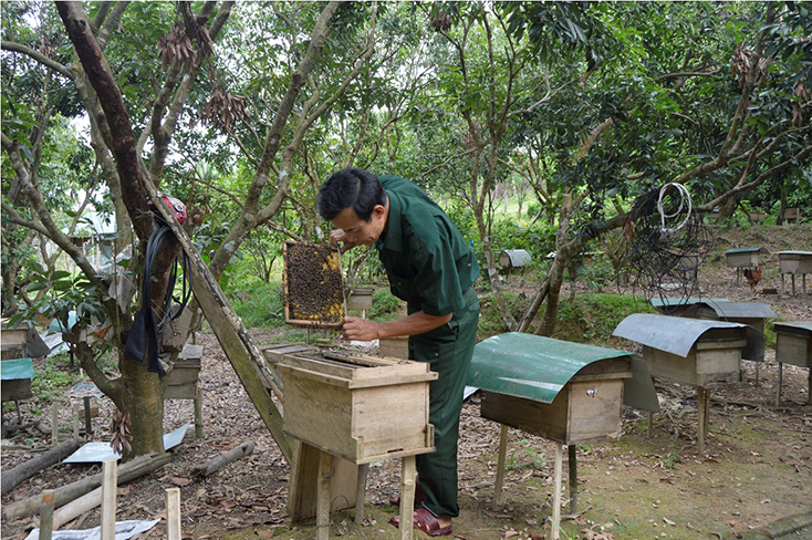Mùa "săn" ong rừng