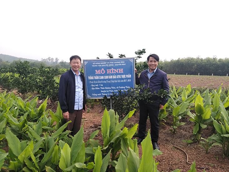 Hiệu quả từ mô hình trồng cam thâm canh bảo đảm an toàn vệ sinh thực phẩm