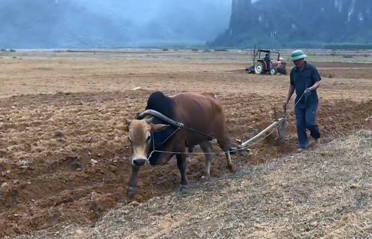 Bố Trạch:  Chuẩn bị xuống giống vụ đông-xuân