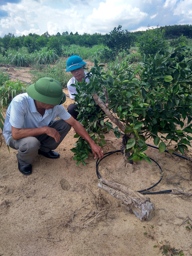 Phát triển cây có múi trên đất cao su kém hiệu quả