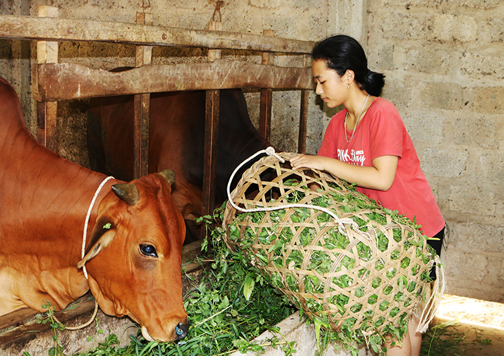 Tiếp tục đẩy mạnh tái cơ cấu ngành nông nghiệp