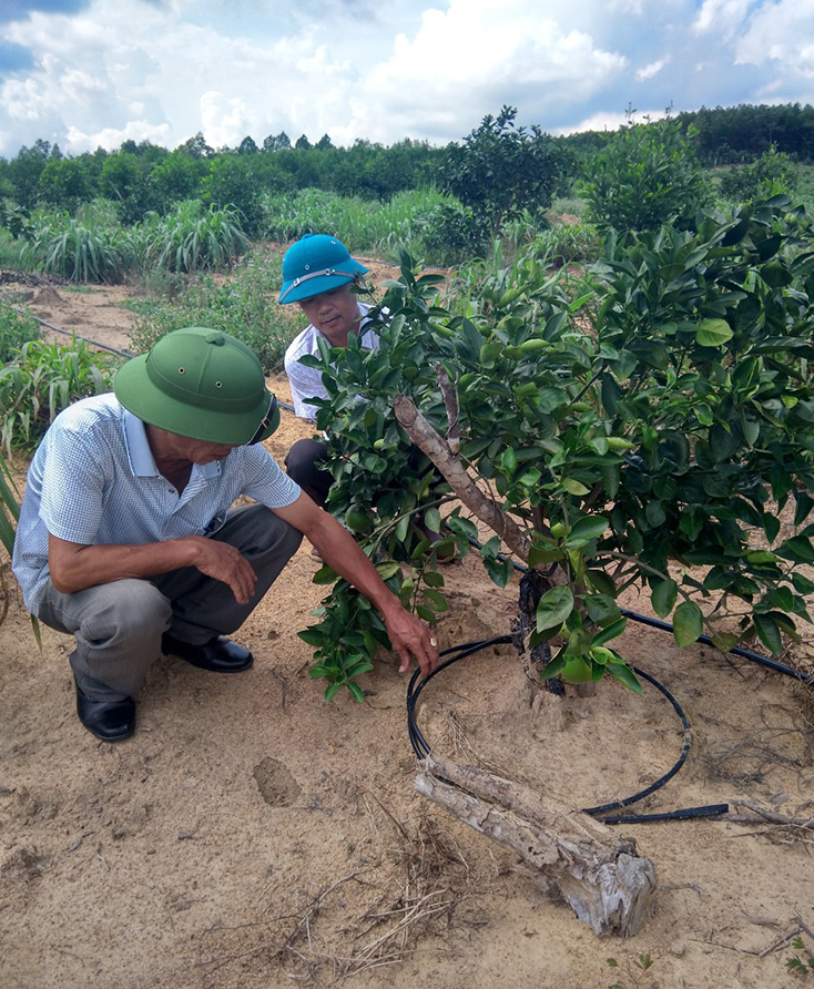 Phát triển cây có múi trên đất cao su kém hiệu quả