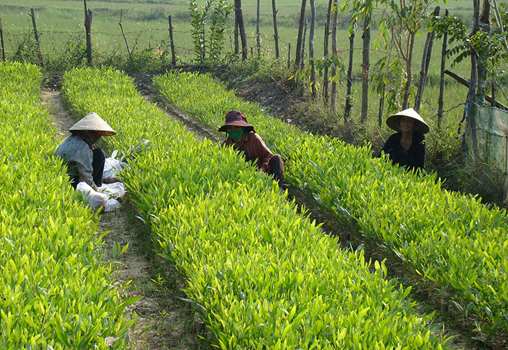 Tổ chức Tết trồng cây nhân dịp Xuân Canh Tý 2020