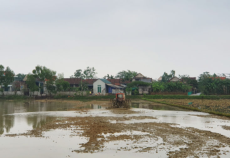 Tập trung sản xuất vụ đông-xuân