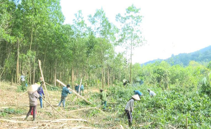 Minh Hóa: Giá gỗ keo nguyên liệu tăng mạnh, người dân nâng cao thu nhập