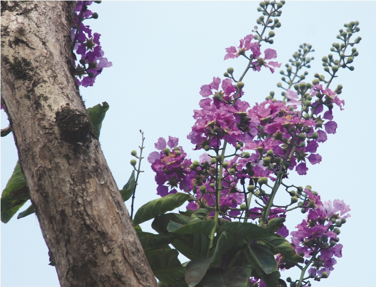 … Rồi lại Xuân