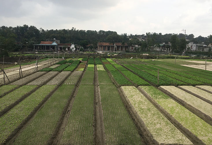 Không cho đất nghỉ...