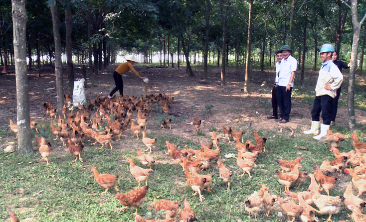 Bố Trạch: Phát triển đa dạng các thành phần kinh tế