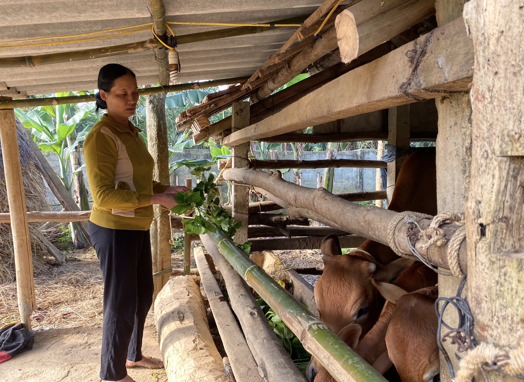 Hội Nông dân Bố Trạch hỗ trợ hội viên thoát nghèo bền vững