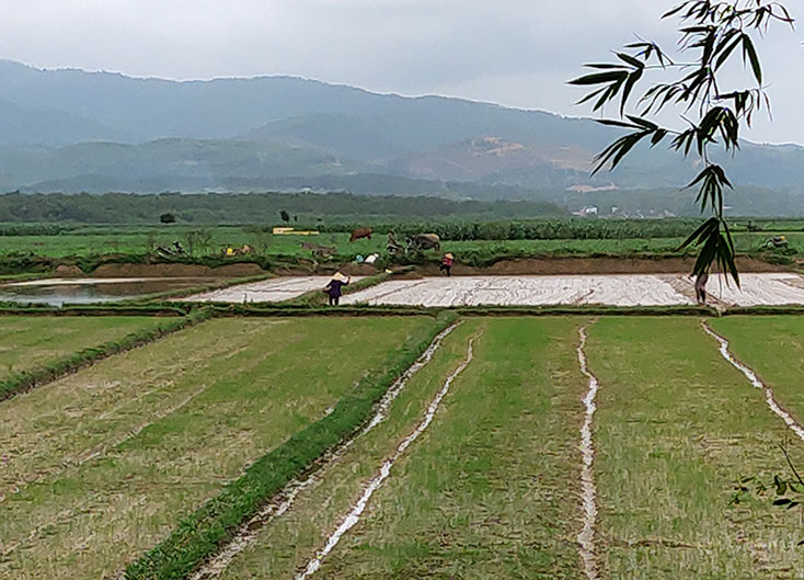 Chú trọng khâu giống trong vụ sản xuất đông-xuân