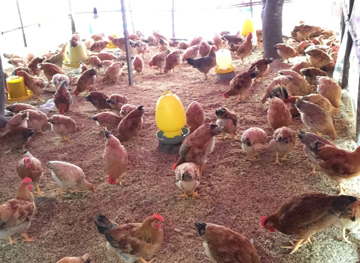 Tạo sinh kế cho hộ nghèo từ mô hình nuôi gà kiến thả vườn