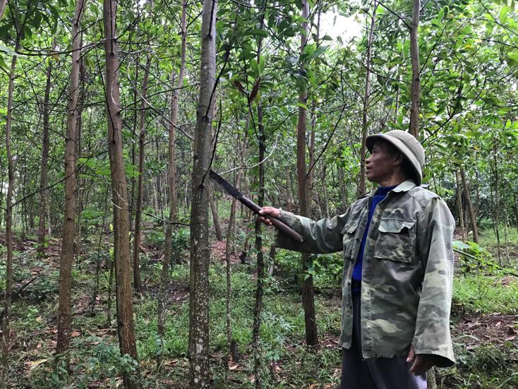 "Cây đại thụ" trên đỉnh Giăng Màn