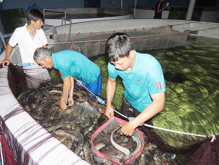 "Giấc mơ" cá chình vùng cát
