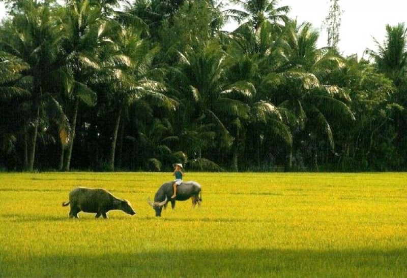 Hương quê vẫn đầy