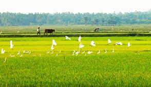 Về với quê hương