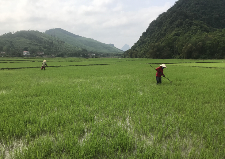 Bố Trạch: 100 ha lúa đông-xuân bị bọ trĩ gây hại