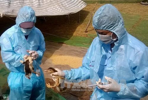 Công điện khẩn về phòng, chống bệnh cúm gia cầm