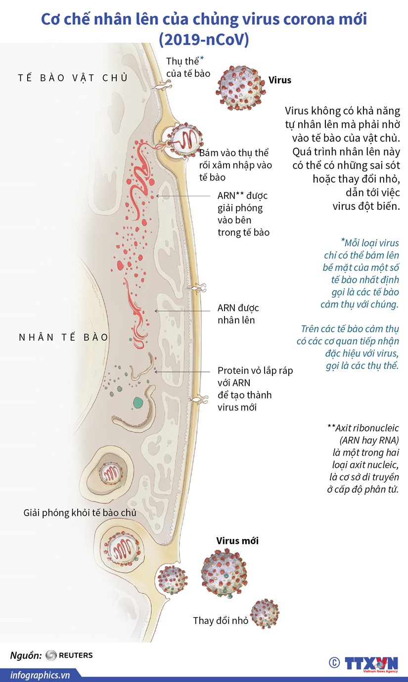 [Infographics] Cơ chế nhân lên của chủng virus 2019-nCoV