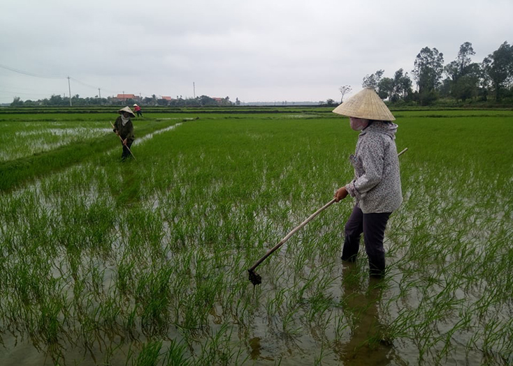 Gần 1.300 ha lúa Đông-Xuân bị sâu bệnh và chuột phá hoại