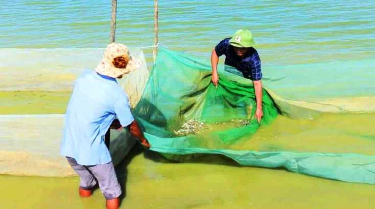 Làm chủ công nghệ sinh sản nhân tạo giống cá diếc