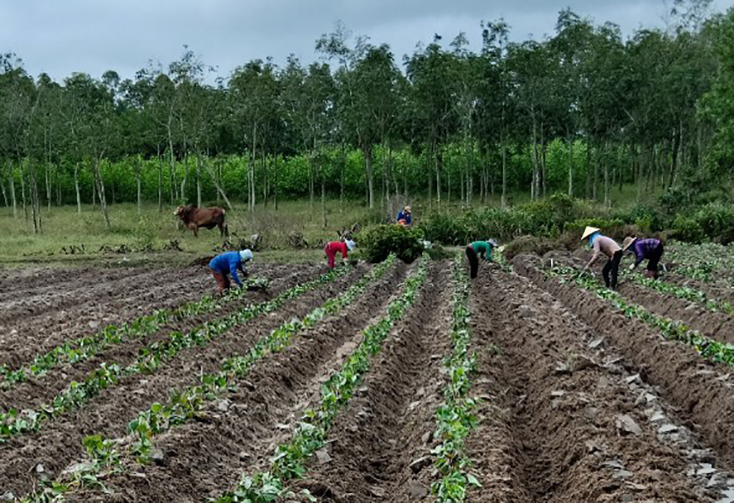Bố Trạch: Chuyển đổi 10ha đất lúa để trồng khoai lang Hoàng Long