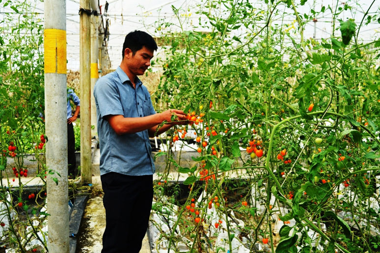 Có 29 mô hình ứng dụng tiến bộ KH-CN được thực hiện 2019