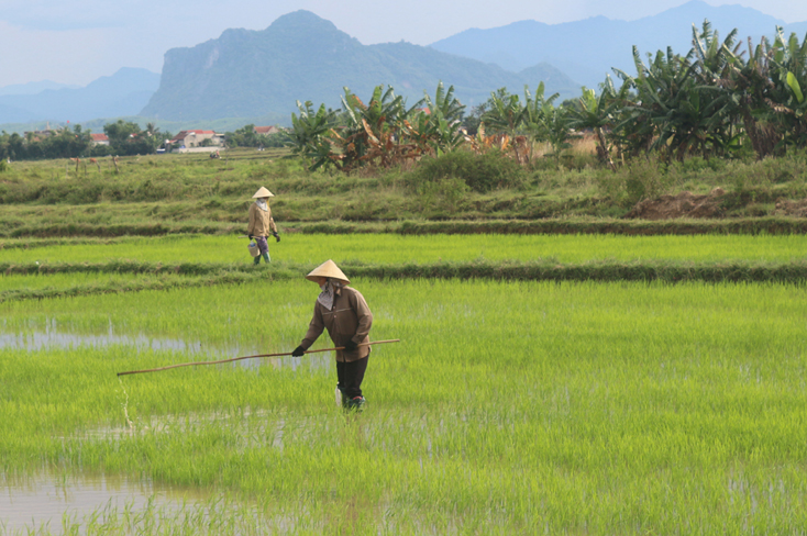 Quảng Ninh: Tích cực chăm sóc và phòng trừ các loại sâu bệnh trên cây trồng