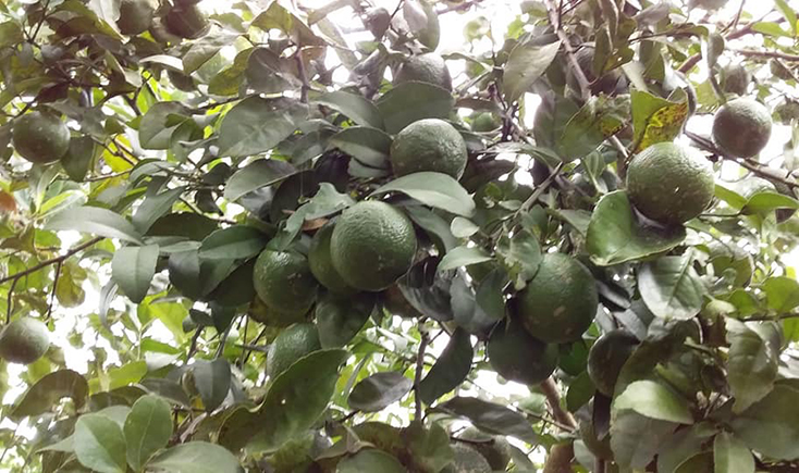 Chanh tứ mùa và những kỳ vọng bước đầu