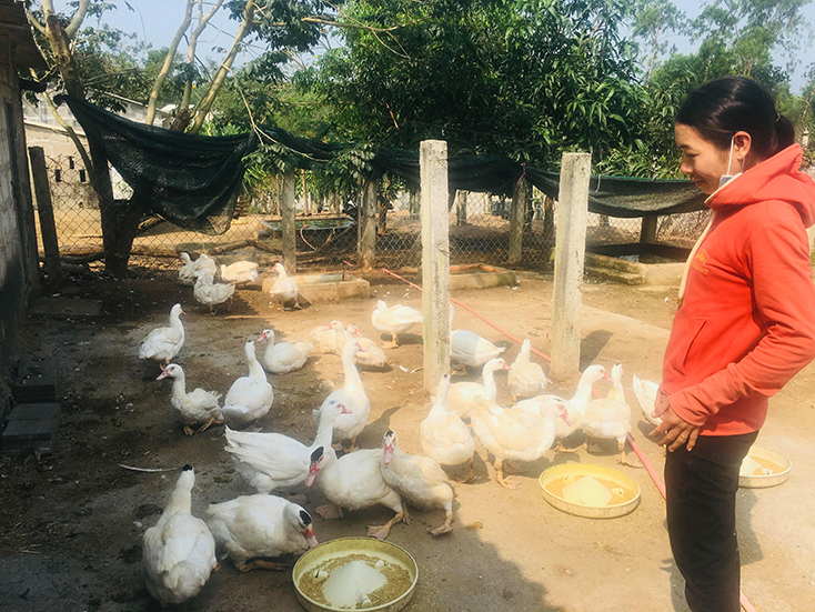 Làm giàu trên vùng đất khó