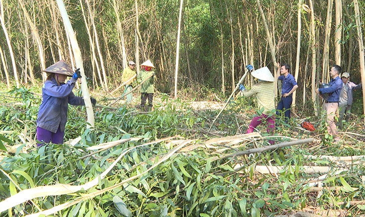 Quảng Trạch: Năm 2020, phấn đấu trồng mới khoảng 900ha rừng tập trung
