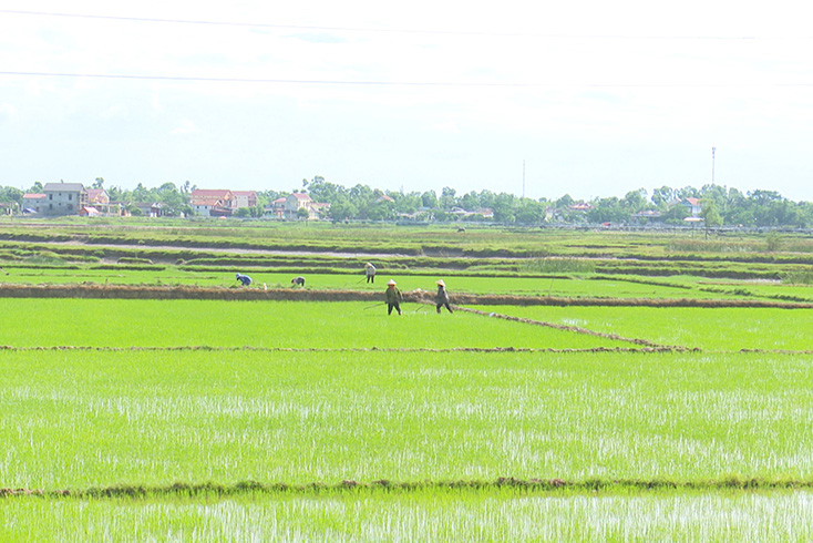 Thị xã Ba Đồn: Hướng đến sản xuất nông nghiệp hữu cơ