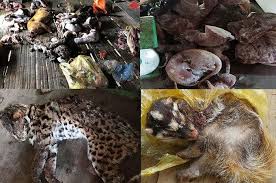 WWF kêu gọi chấm dứt tiêu thụ động vật hoang dã trong toàn khu vực