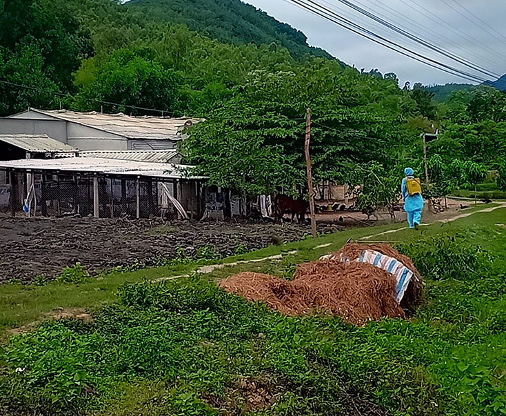 Thị xã Ba Đồn chủ động phòng chống dịch bệnh cho đàn gia súc, gia cầm